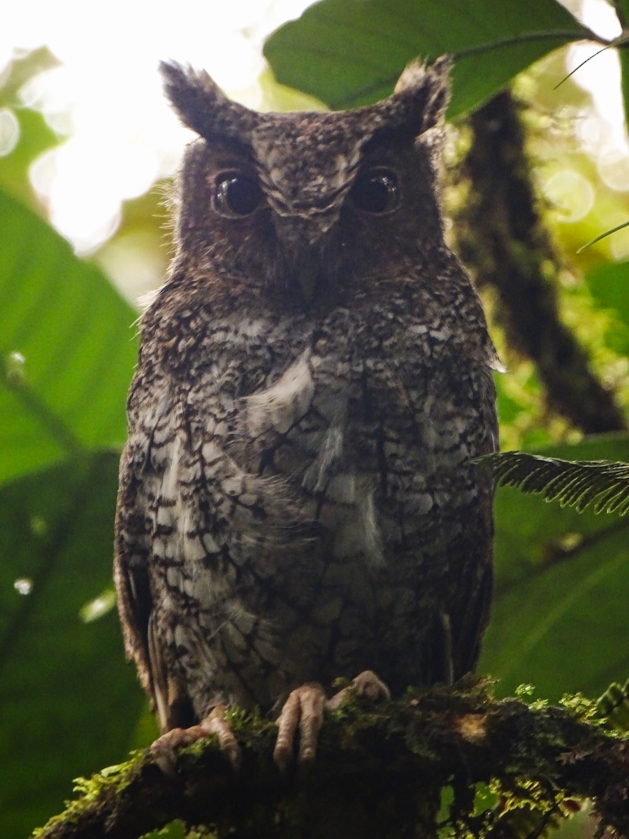 Foothill Screech-Owl (Roraima) - Carolina Afan de Rivera
