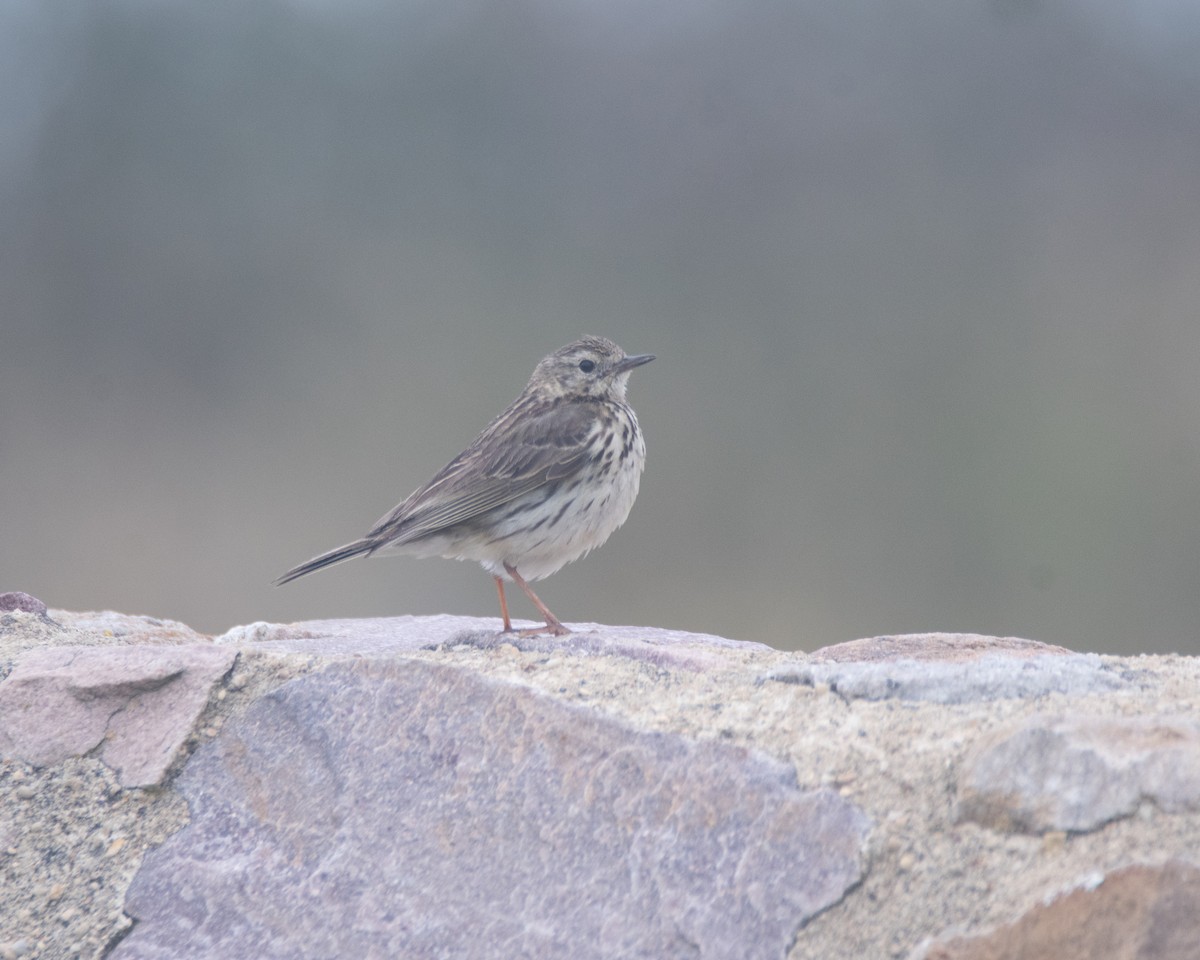 Meadow Pipit - ML591015761