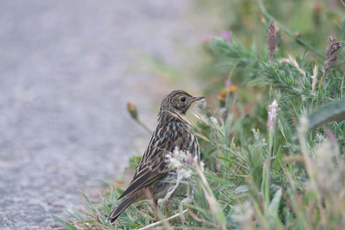 Meadow Pipit - ML591015771