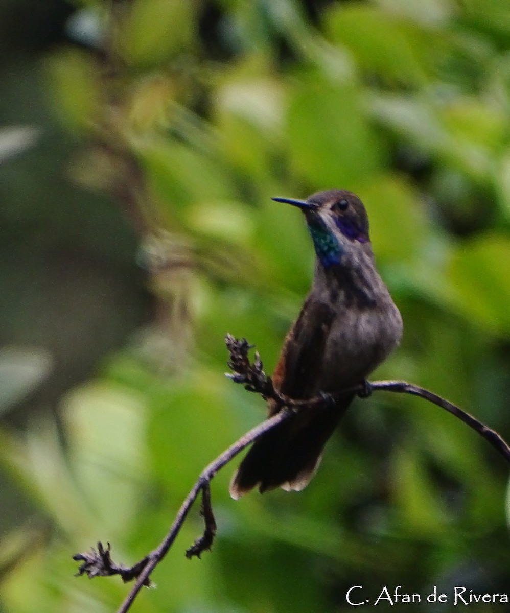 kolibřík fialovouchý - ML59101751