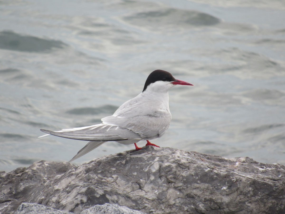 Arctic Tern - ML59101911