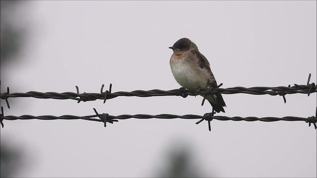 Northern Rough-winged Swallow - ML591020441