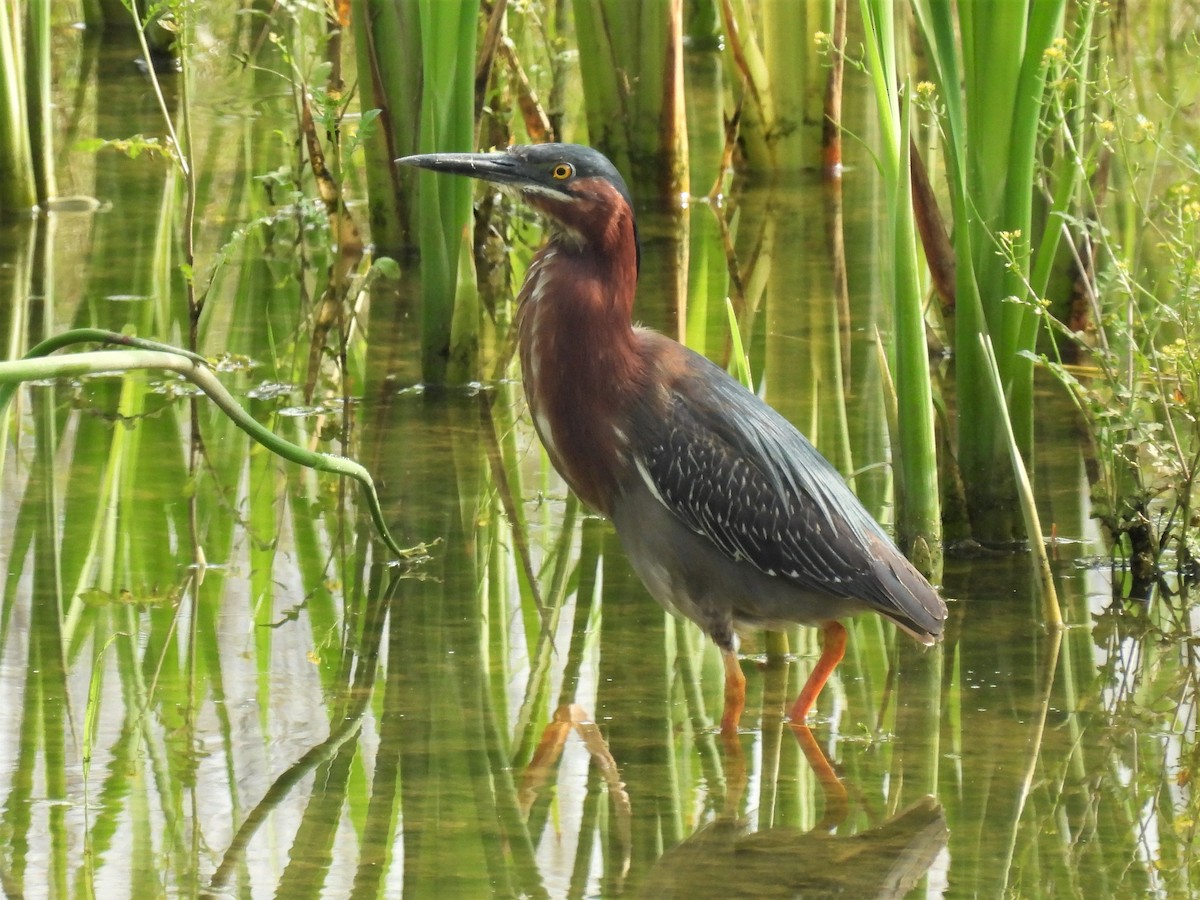 eBird Checklist - 4 Jul 2023 - Retention Ponds at Cornwall Junction - 6 ...