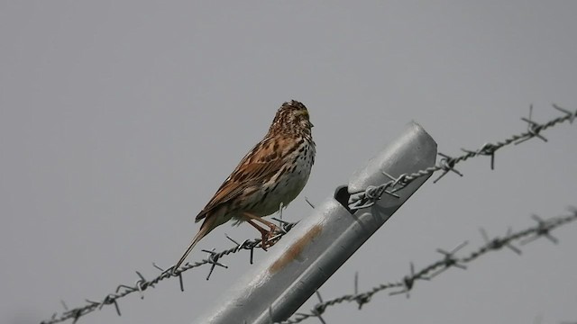 Savannah Sparrow - ML591026371