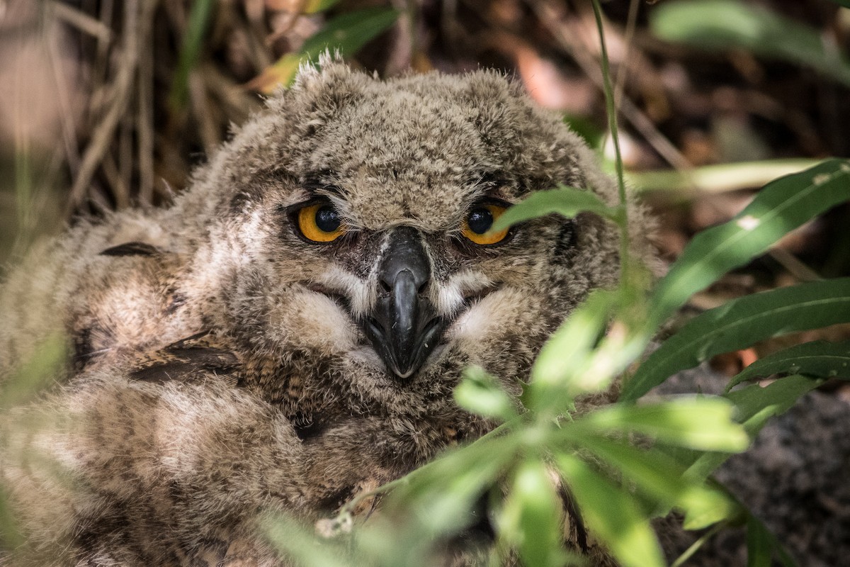 Eurasian Eagle-Owl - ML591027191