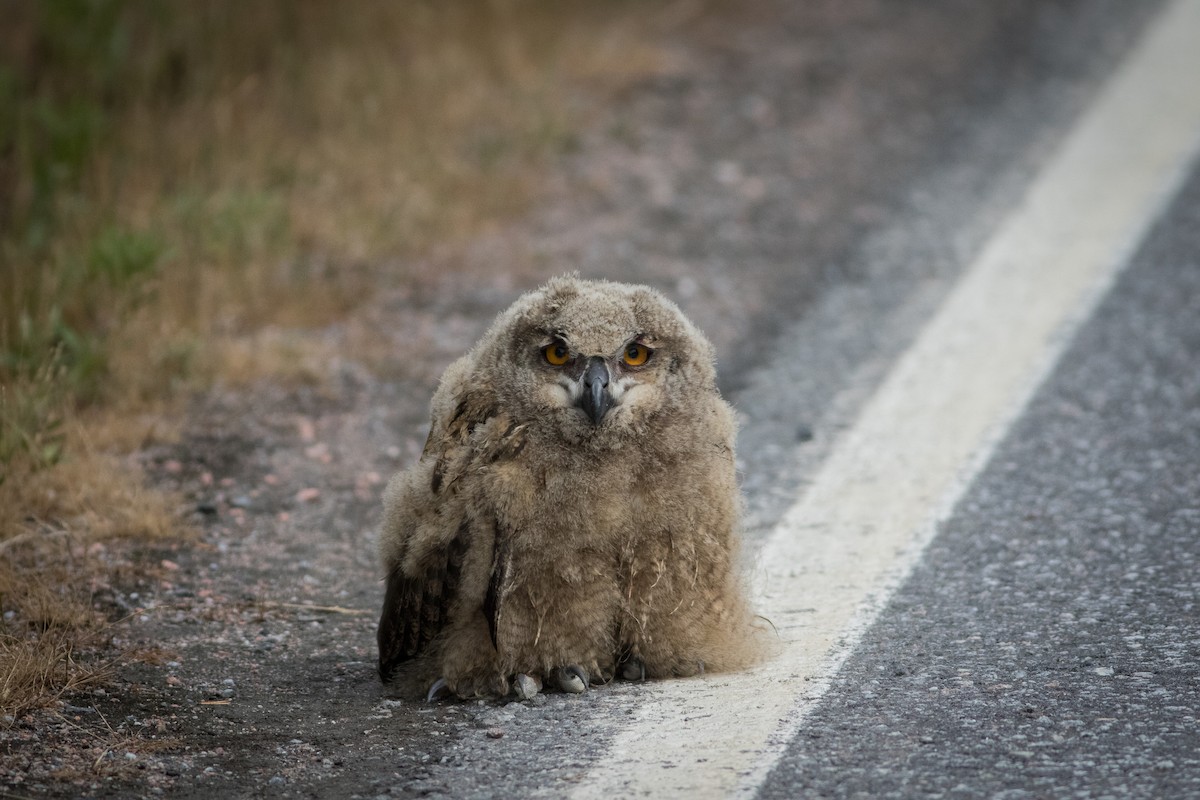 Eurasian Eagle-Owl - ML591027871