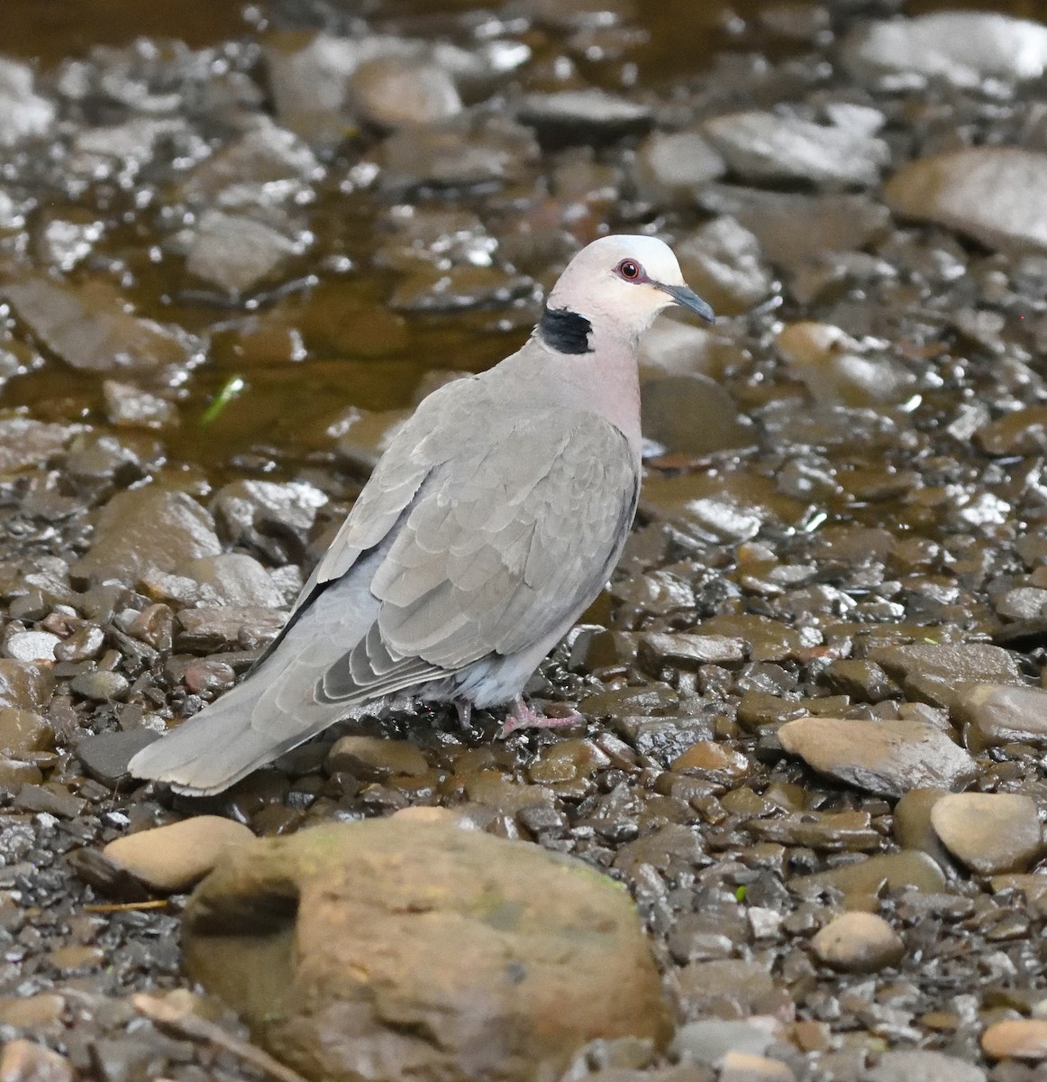 Red-eyed Dove - ML591028171