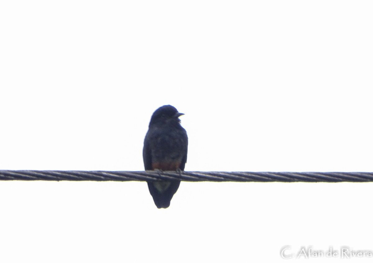 Swallow-winged Puffbird - ML59102851