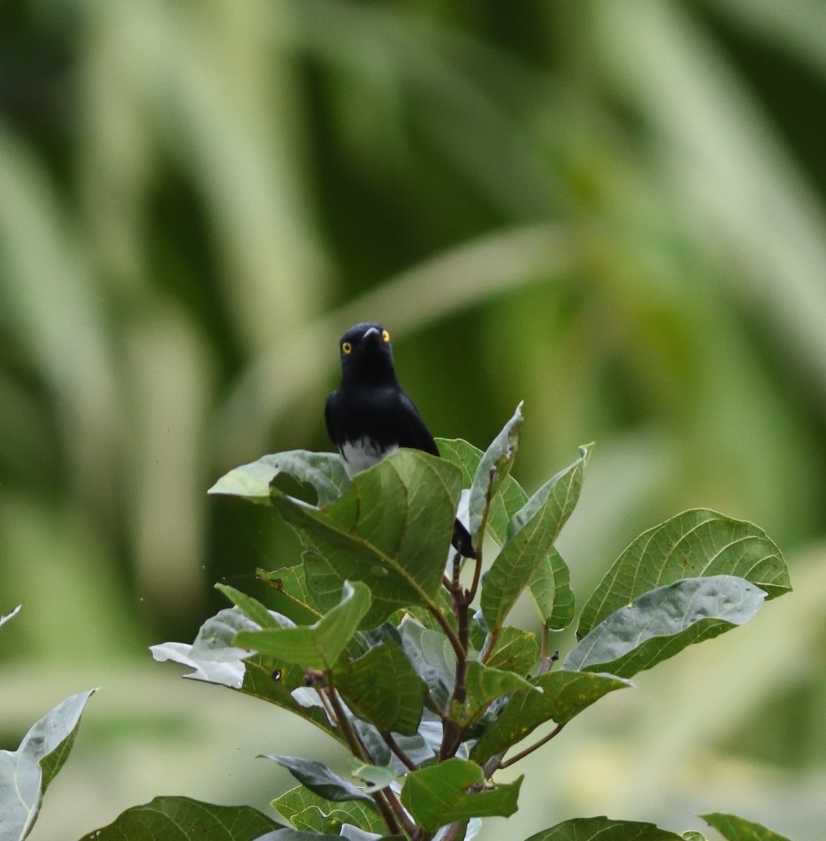 Black-and-white Shrike-flycatcher - ML591028771