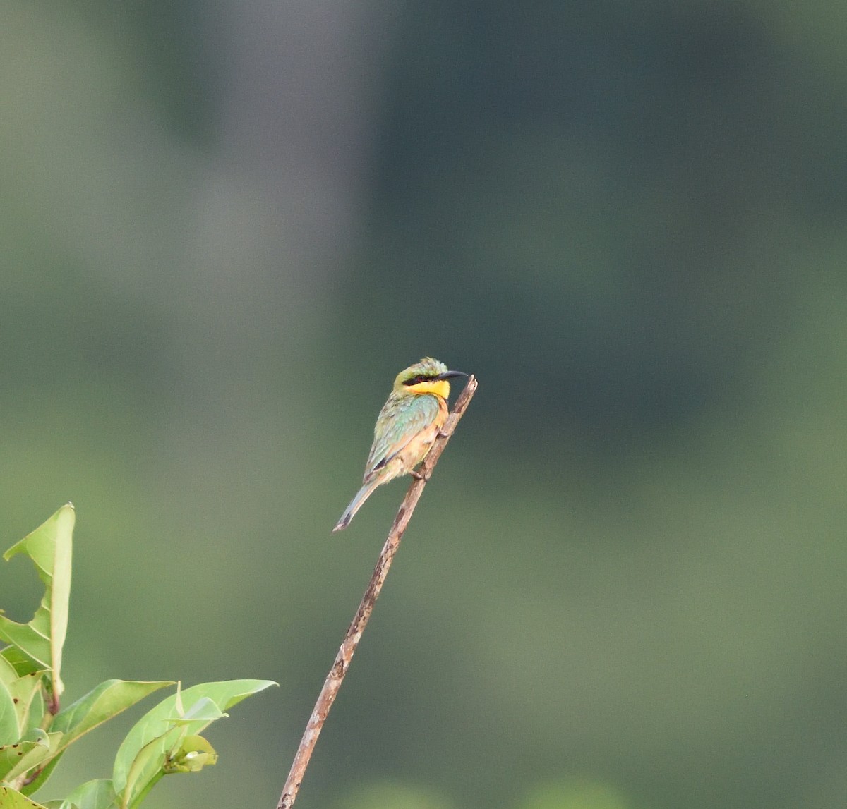 Little Bee-eater - ML591031011