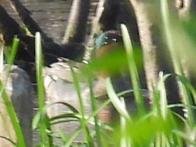 Green-winged Teal - ML591031601