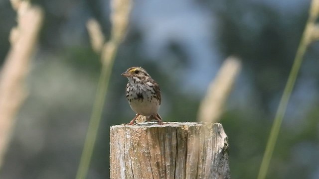 Savannah Sparrow - ML591033801
