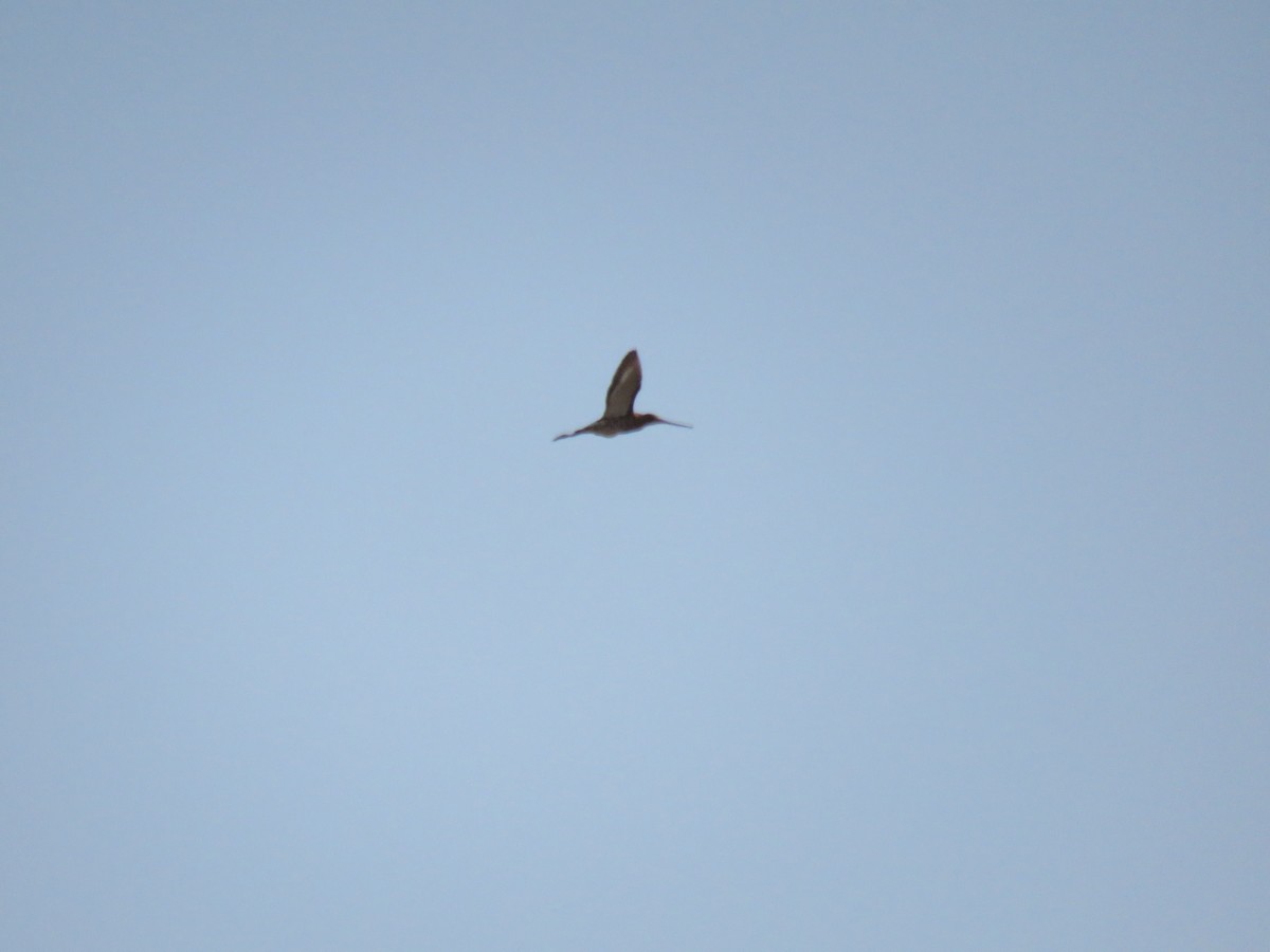 Black-tailed Godwit - ML591035761