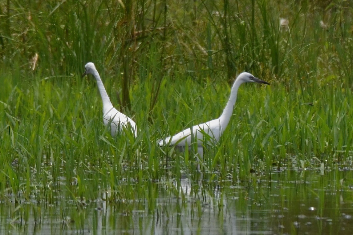 North Carolina Bird Atlas Checklist - 4 Jul 2023 - Swamp Rd ...