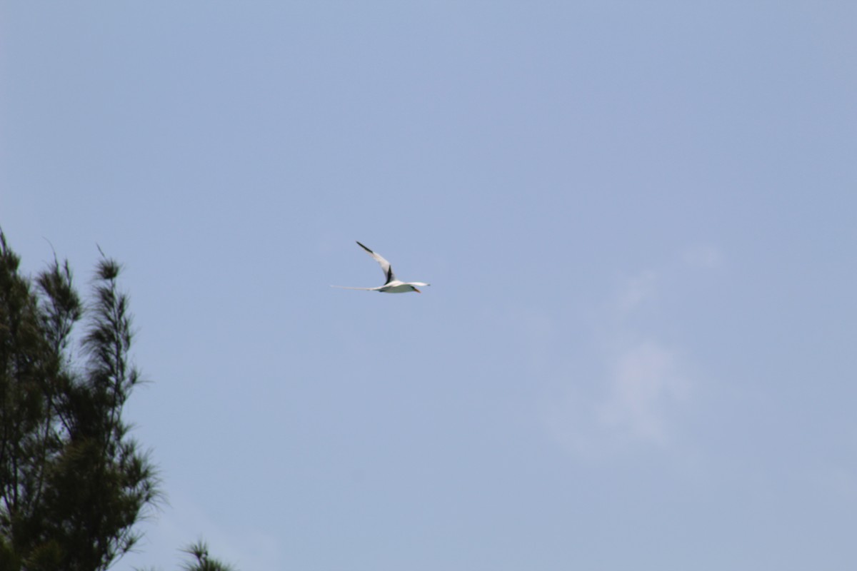 White-tailed Tropicbird - ML591046971