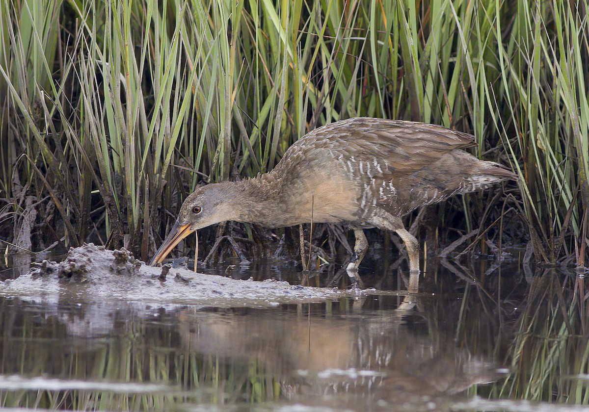 New York Breeding Bird Atlas Checklist 4 Jul 2023 Timber Point Golf