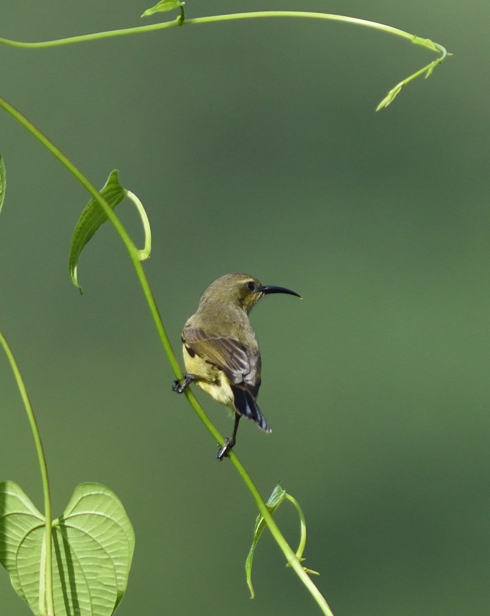 Olive-bellied Sunbird - ML591051001