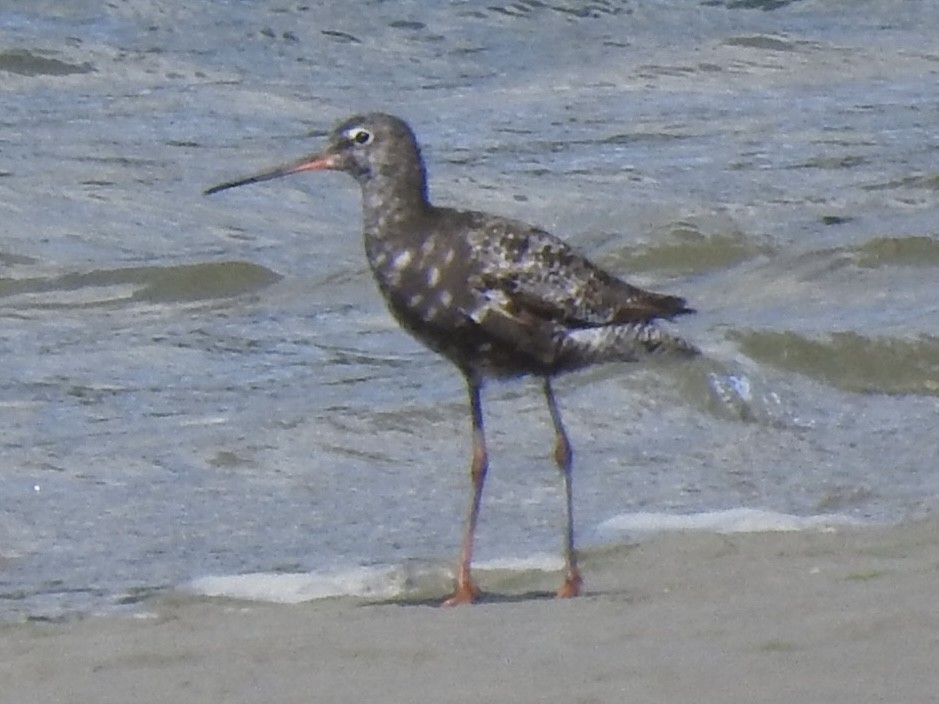 Spotted Redshank - ML591054401