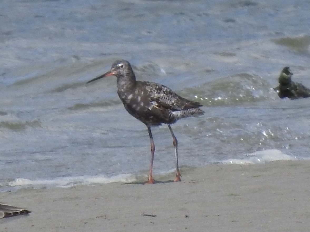 Spotted Redshank - Mitchell Barry