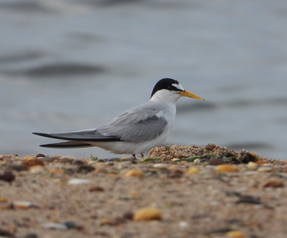 EBird Checklist 4 Jul 2023 Conference House Park 33 Species