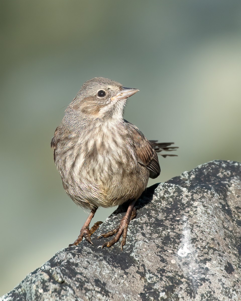 Song Sparrow (sanaka/maxima) - ML591056821