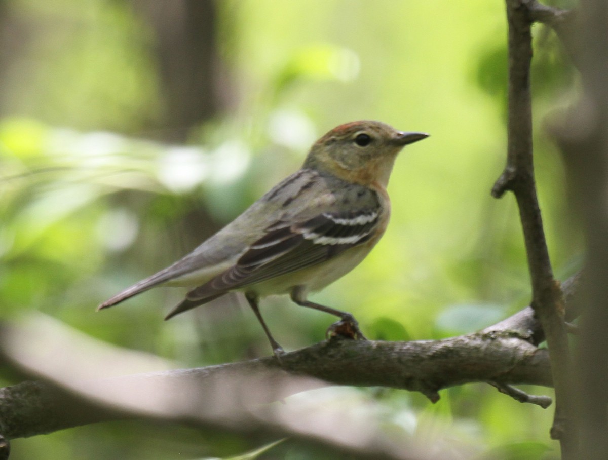 Pine Warbler - dave trumbell
