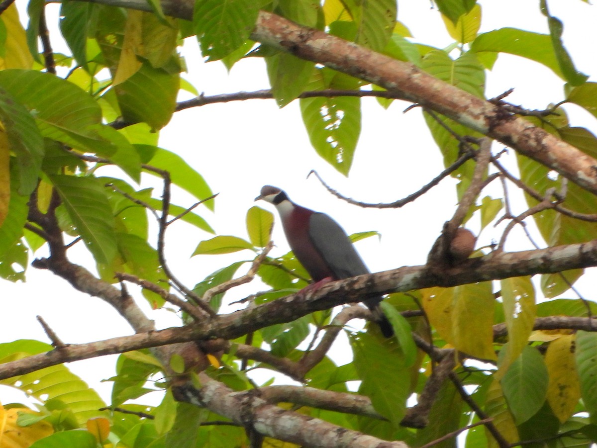Collared Imperial-Pigeon - ML591063851