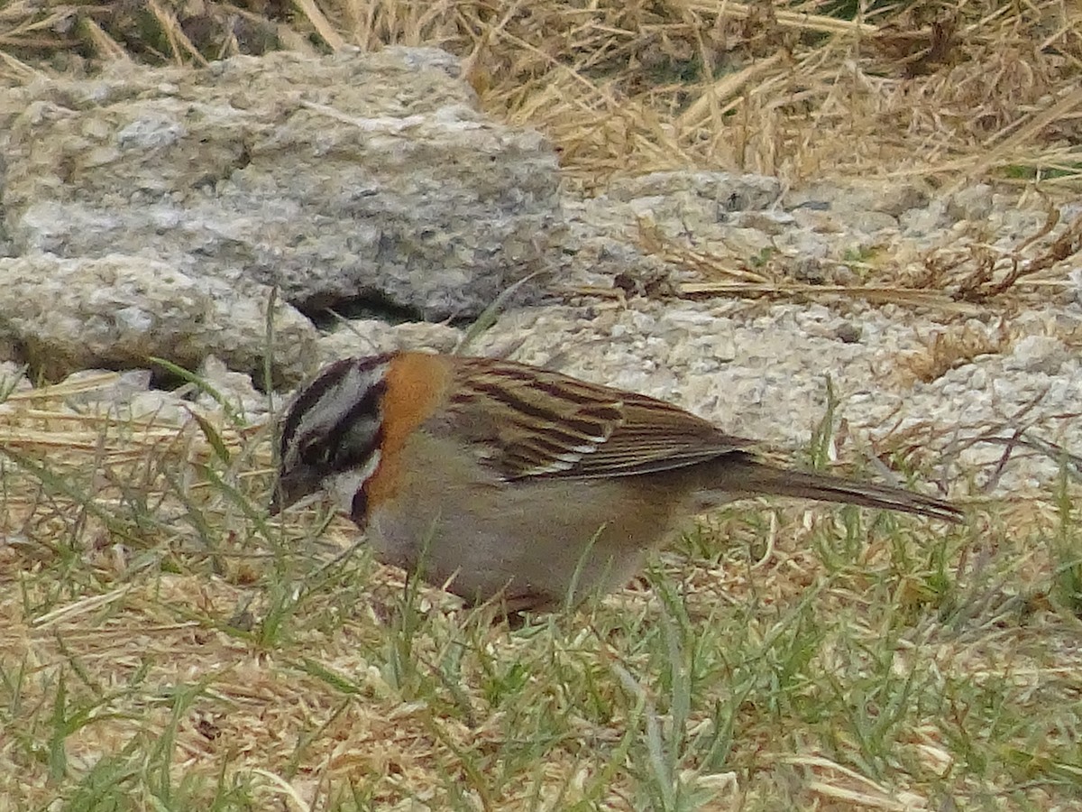 Rufous-collared Sparrow - Emanuel Serech
