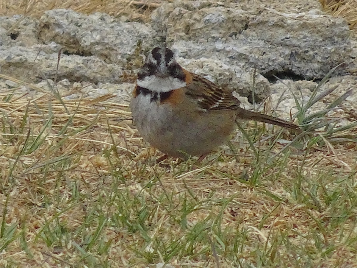Rufous-collared Sparrow - ML591068551