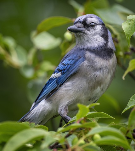 Blue Jay - eBird