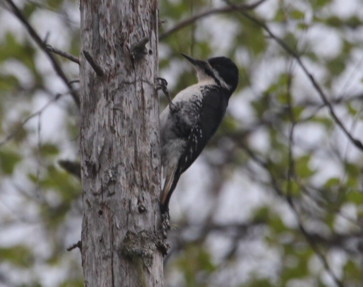 Black-backed Woodpecker - Ken McKenna