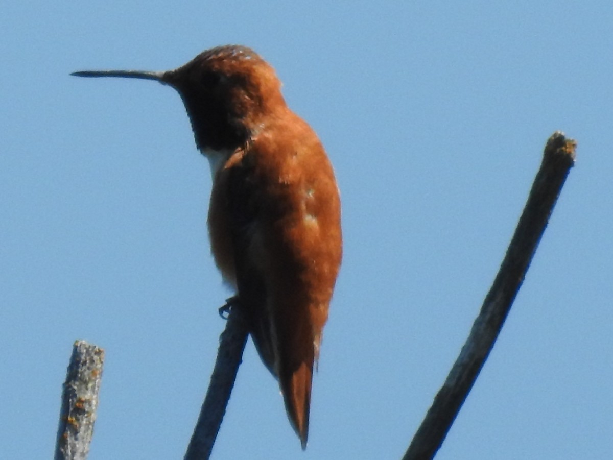 Rufous Hummingbird - ML59107151