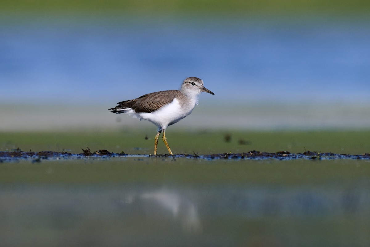 Spotted Sandpiper - Charlie Shields