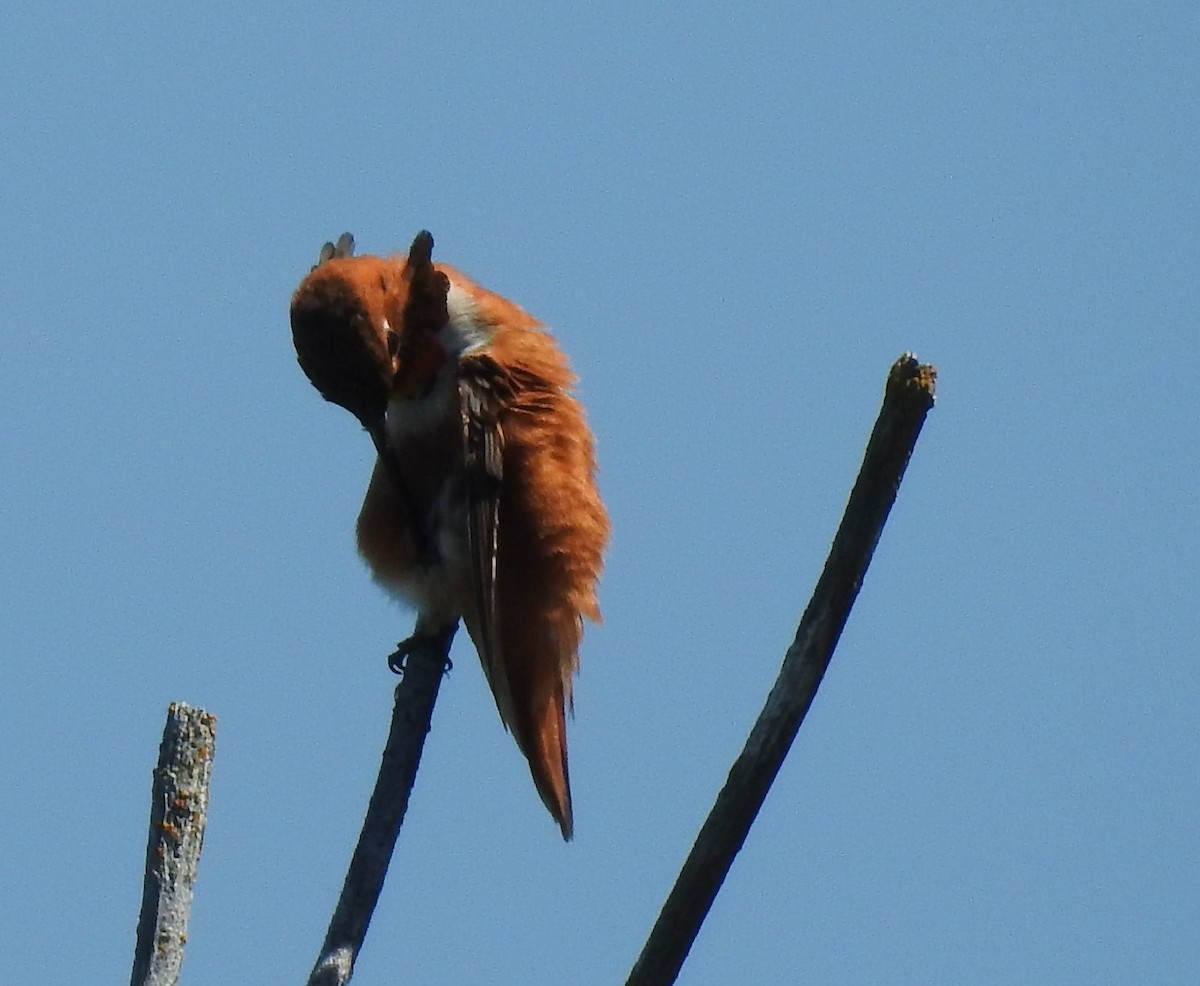 Rufous Hummingbird - ML59107161