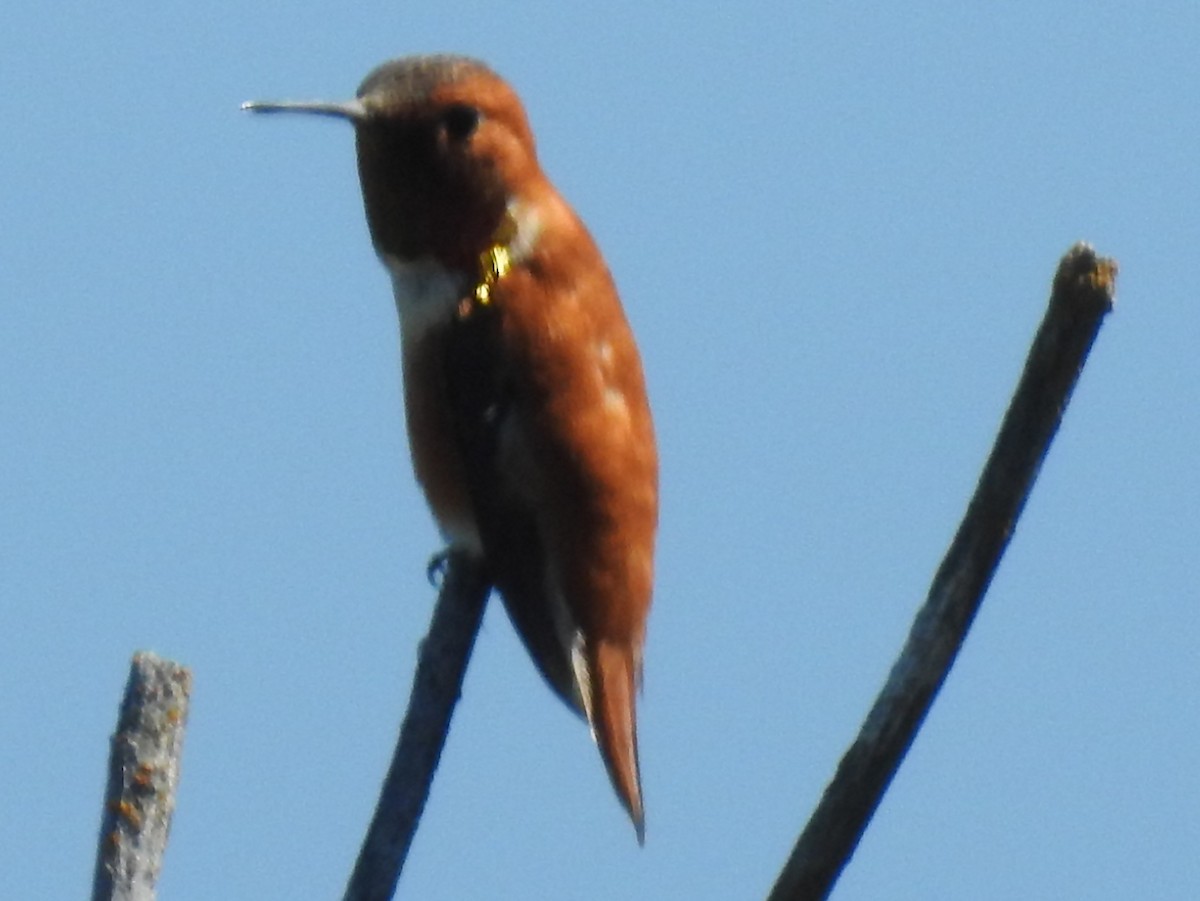 Rufous Hummingbird - ML59107181