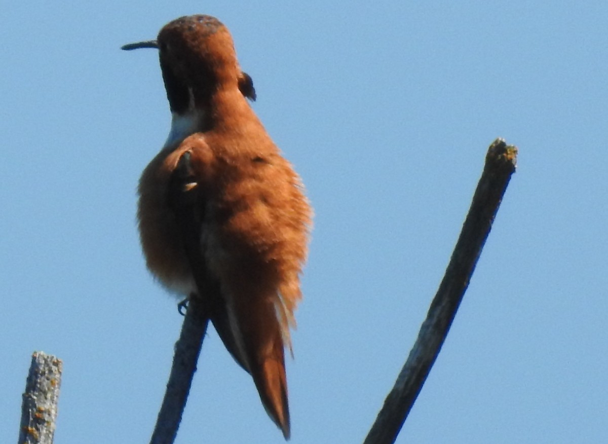 Rufous Hummingbird - ML59107191