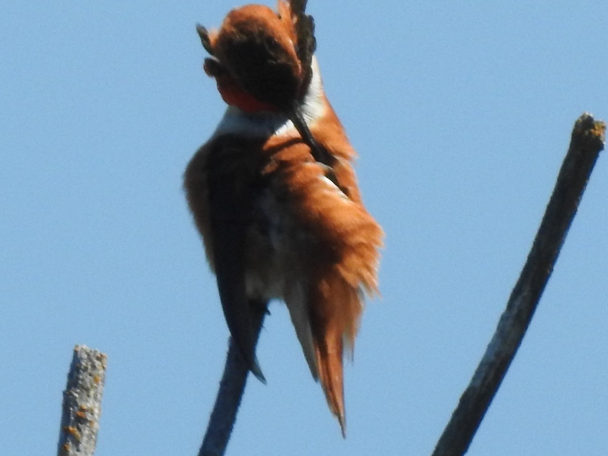 Rufous Hummingbird - ML59107201