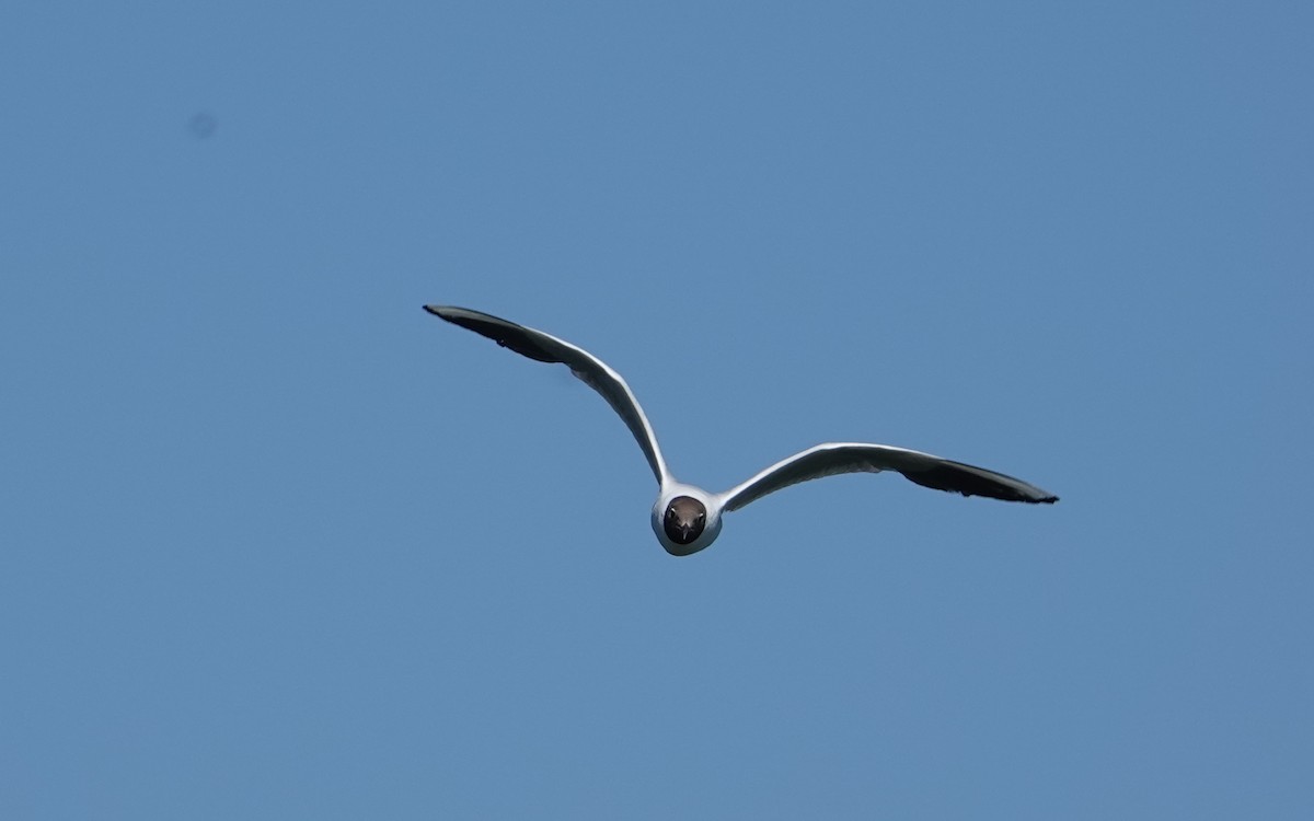 Black-headed Gull - ML591072041