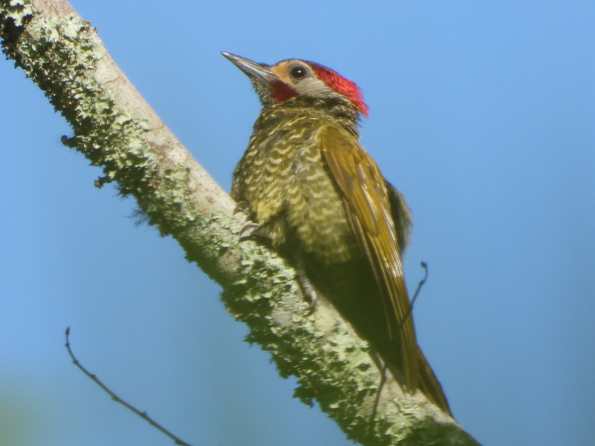 Golden-olive Woodpecker - ML591072201
