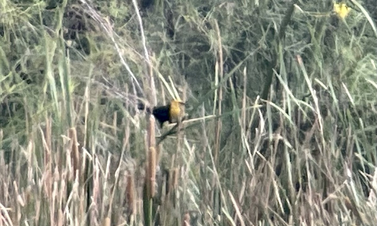 Yellow-headed Blackbird - ML591072411