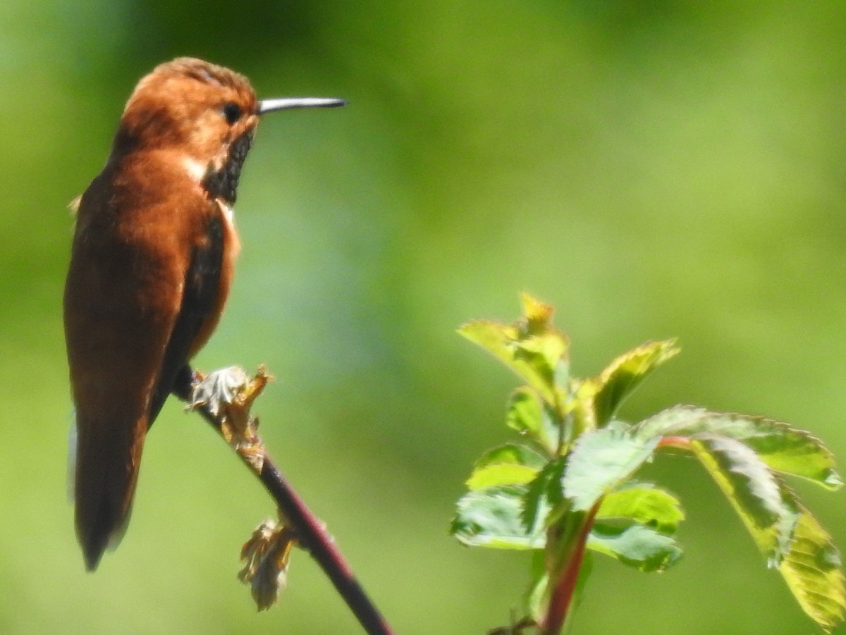 Rufous Hummingbird - ML59107261