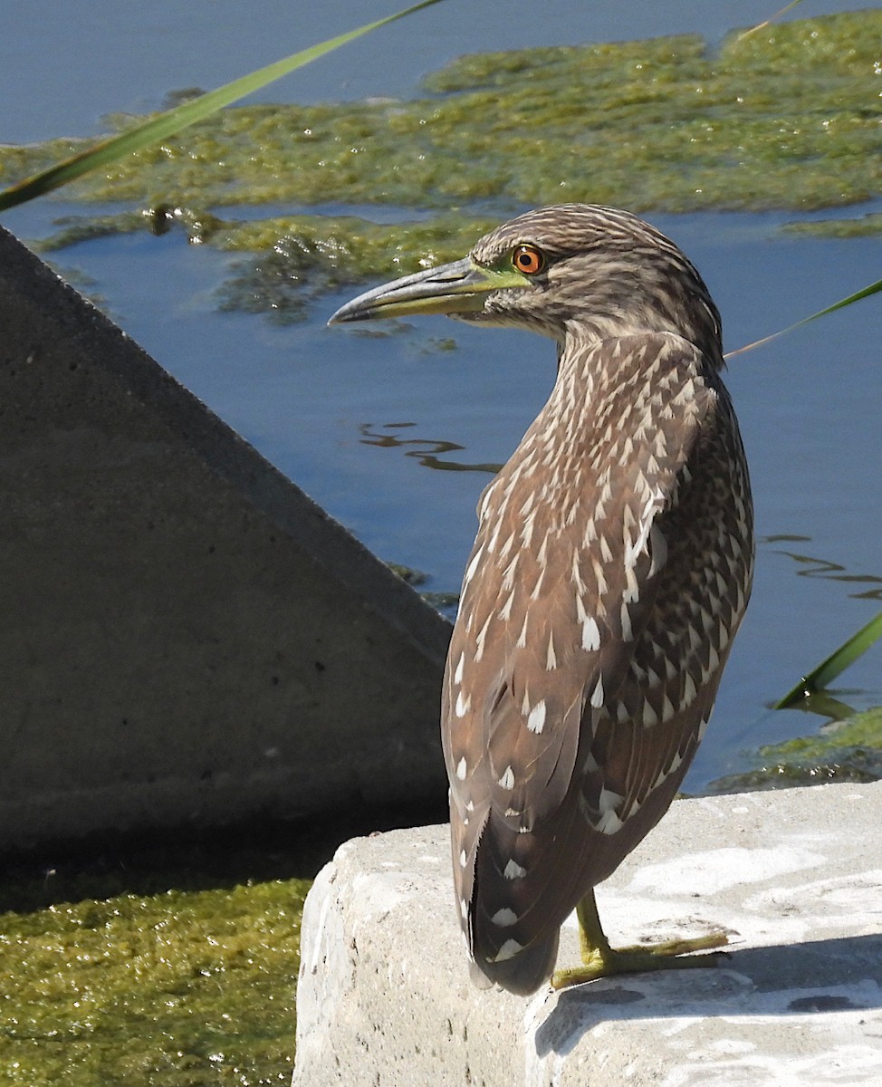 ebird-checklist-4-jul-2023-upper-santa-ana-river-glassell-st-to