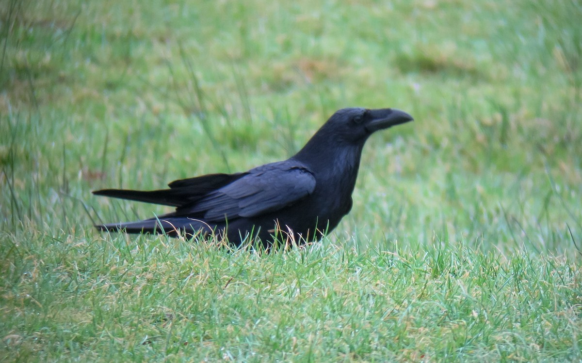 Common Raven - Peter Kennerley