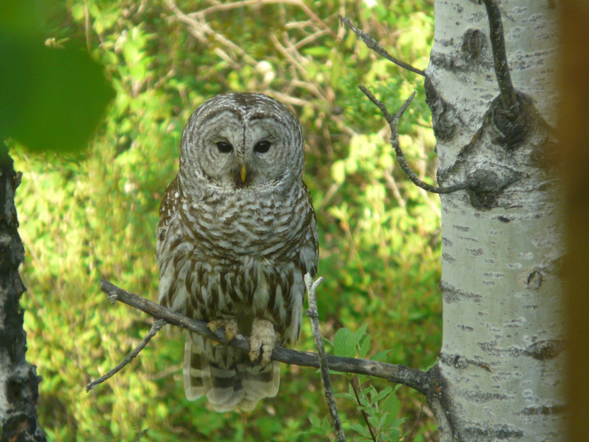 Barred Owl - ML59107881