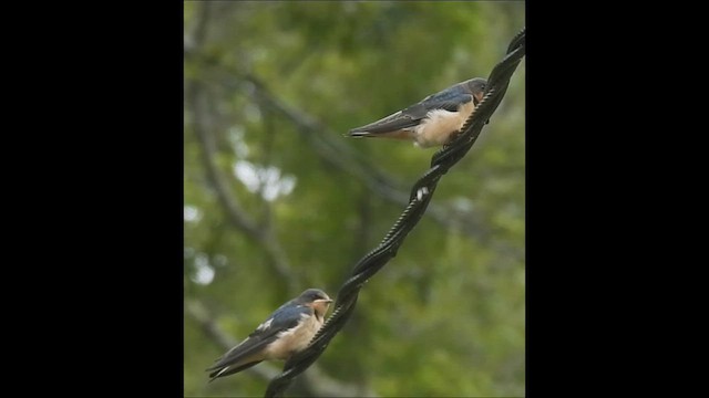 Barn Swallow - ML591079161