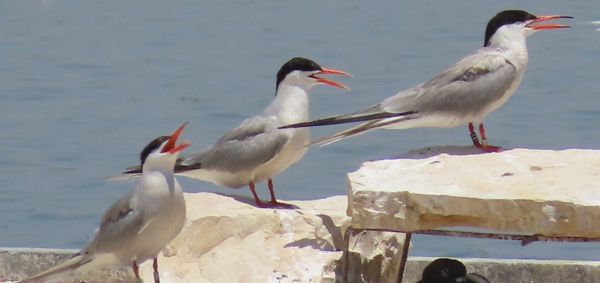 Common Tern - ML591080501