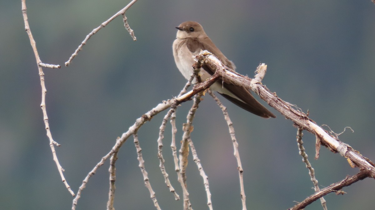 Northern Rough-winged Swallow - ML591080661