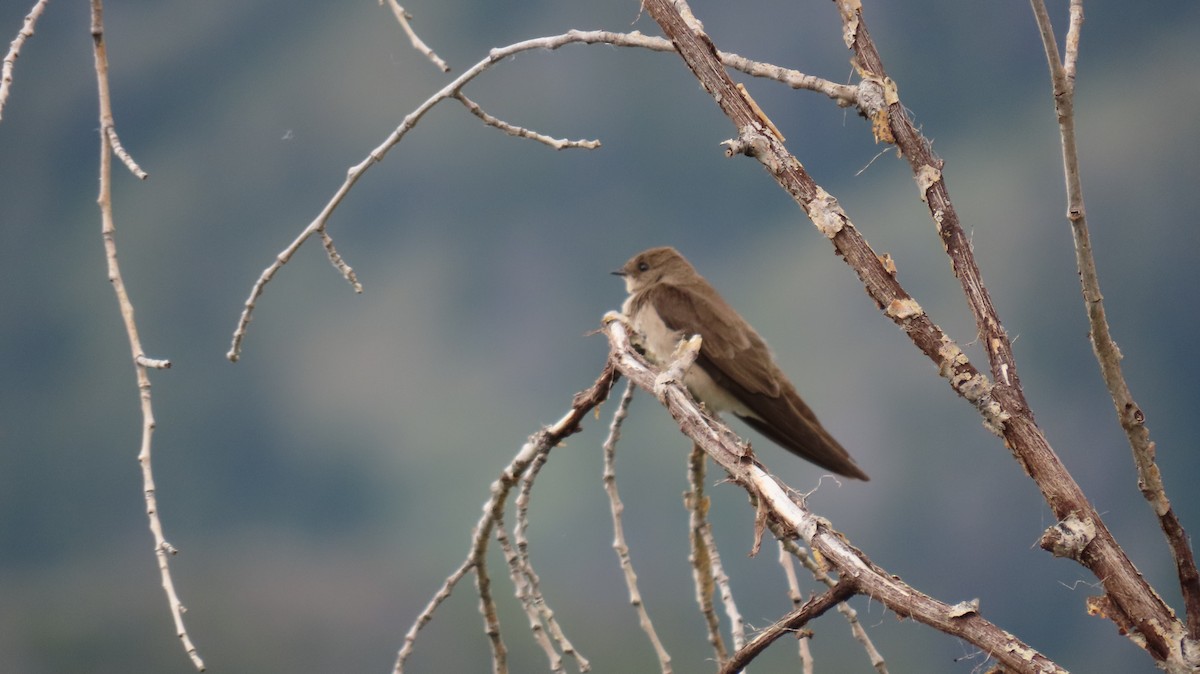 Northern Rough-winged Swallow - ML591080671