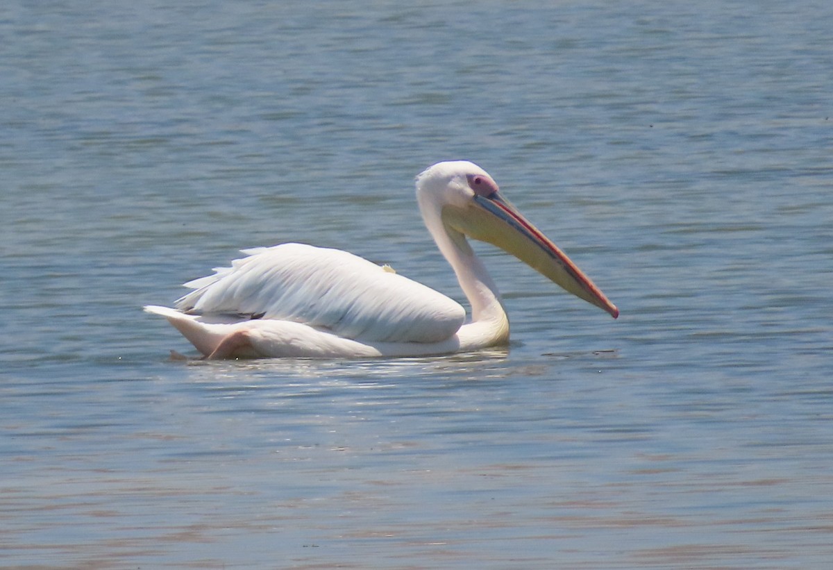 Great White Pelican - George  Heimpel