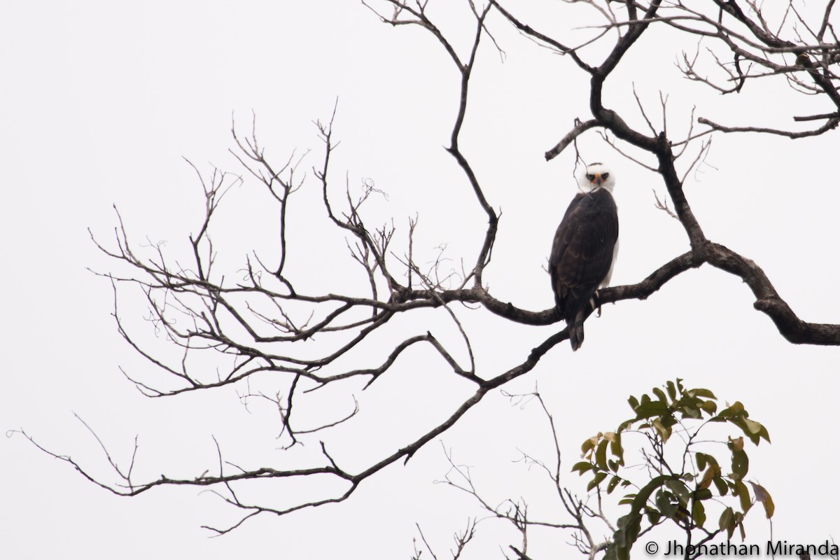 Black-and-white Hawk-Eagle - Jhonathan Miranda - Wandering Venezuela Birding Expeditions